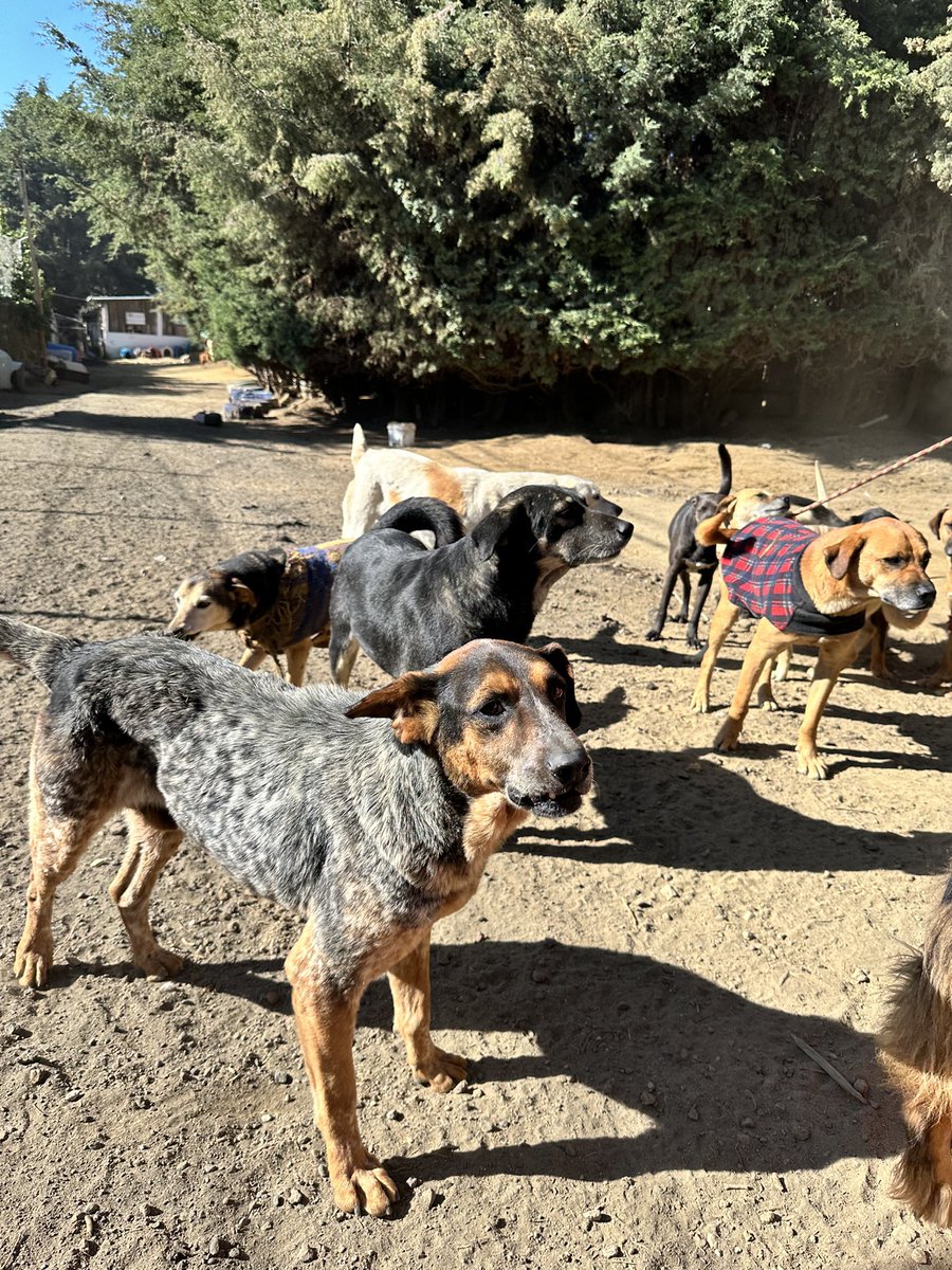 RefugiOceaniCAN's tweet image. 🛟 🆘 #SOS #AyudaUrgente 
Queridos amigos:
Hoy, nuestras pancitas necesitan de tu bondad y generosidad. Nos encontramos en una situación crítica sin croquetas para alimentarnos todos, en el día, lo que es nuestra única comida de la mayoría (bebes y viejitos comen 2  veces).…