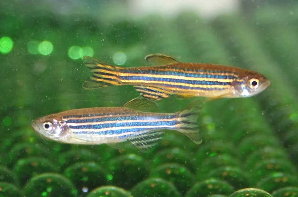 ZebrafishRock's tweet image. Let&apos;s talk about sex! Research suggests natural zebrafish have WZ/ZZ sex chromosomes as evidenced by a single sex-linked region on chromosome 4. This trait is lost in laboratory fish as sex is determined by multiple genes, with influences from the environment. #ZebrafishFunFacts
