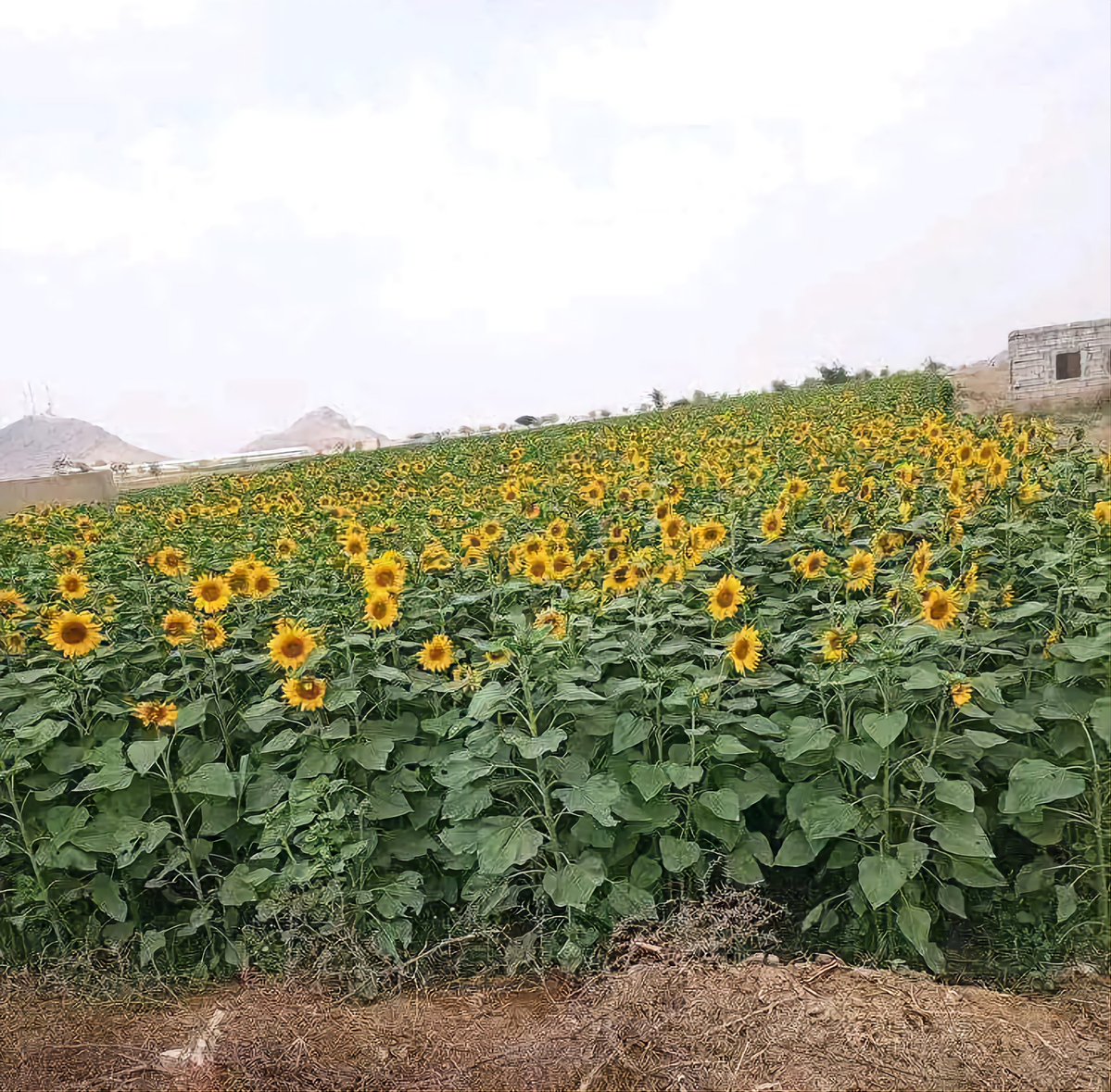 بفضل الله
في مشهد يبعث على الفخر والأمل، شهدت أراضي تهامة نجاحًا لافتًا في زراعة مساحات من نبات دوار الشمس، كما سبق نجاحها في محافظة الجوف قبل عام. ويعتبر نبات دوار الشمس من أهم النباتات الزيتية في اكثر البلدان، وهي في المرتبة الأولى من الزيت النباتي.

#معا_نحو_الاكتفاء_الذاتي