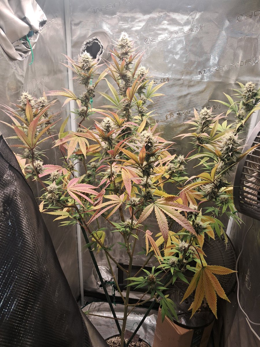 One of my Forbidden Jelly clones