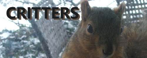 I know I often complain about the destruction that wild #animals make in my #garden but I have to admit that they are very entertaining - #squirrel , chipmunk, #birds , #deer
tinyurl.com/2xbytmkt