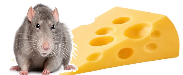 Mischievous rat tweet media