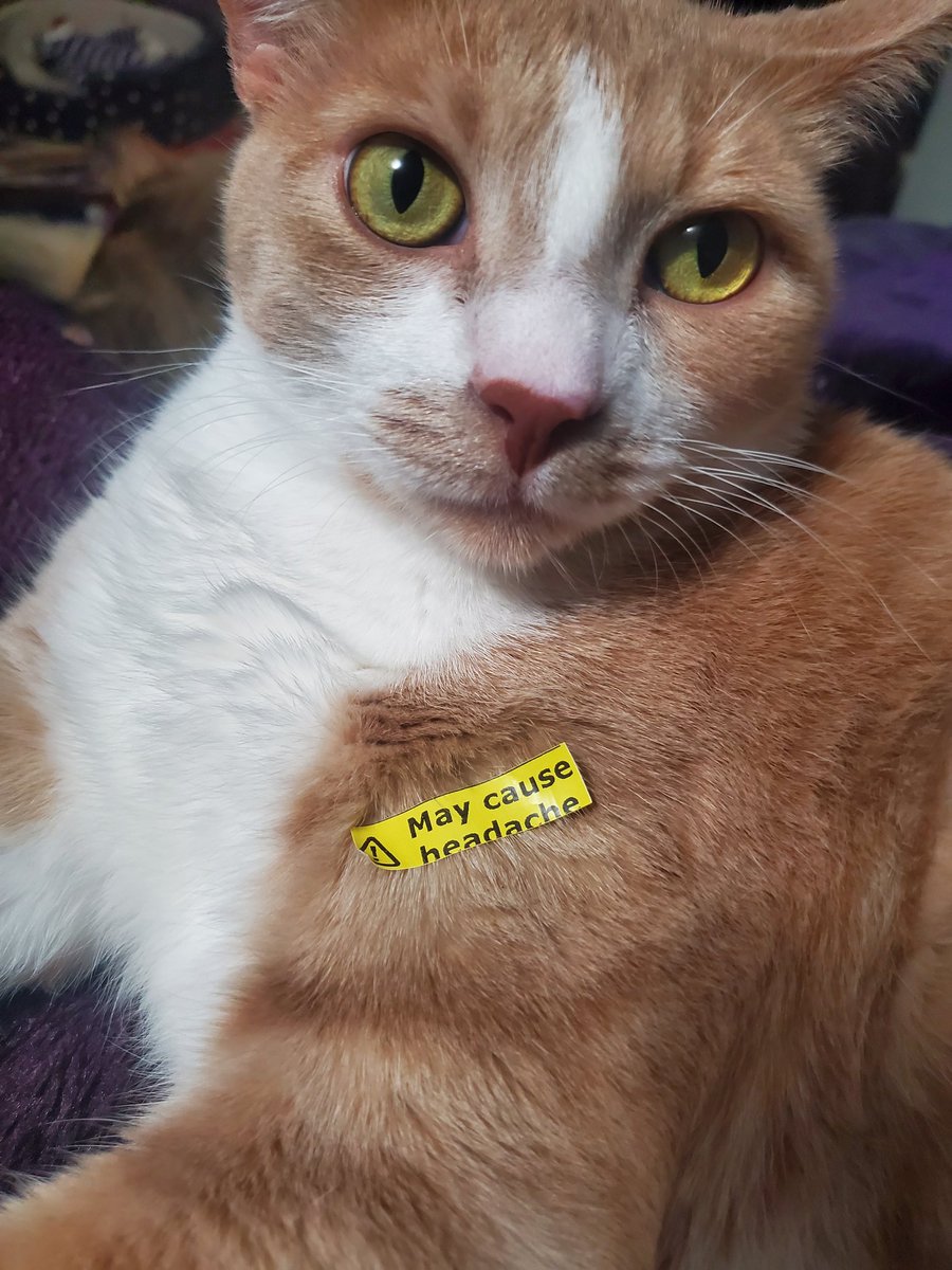 analgesicsleep's tweet photo. I hope Cheeto (our most annoying cat) never learns of the existence of this film
#SatMat #TheShadowOfTheCat #caturday https://t.co/x8zM4fNu8x