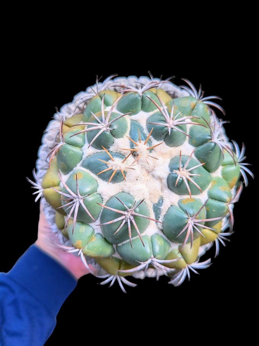 サボテン♡バスケット サボテン♡バスケット