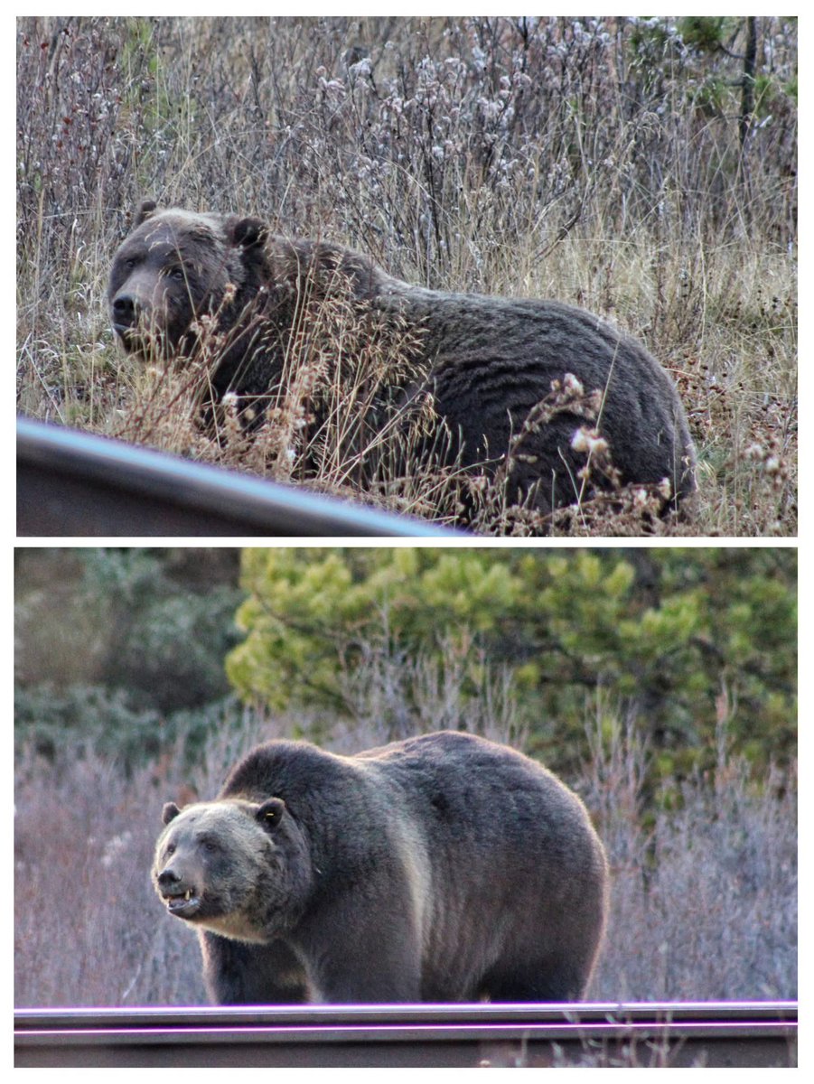 Se cancela la mudanza a Canadá mis estimados.