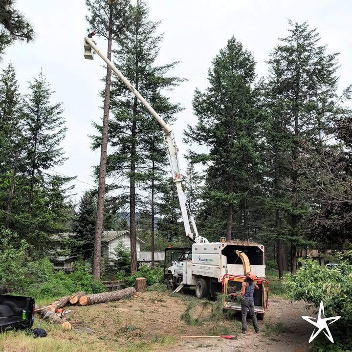silverstartree's tweet image. ✨ Your Property, Our Priority ✨
We bring expert tree services to every job, backed by skill, safety, and a commitment to excellence.

 Learn more: silverstartree.com

#TreeExperts #TreeService #SilverStarTree #ProfessionalTreeCare #TrustedSinceDayOne
