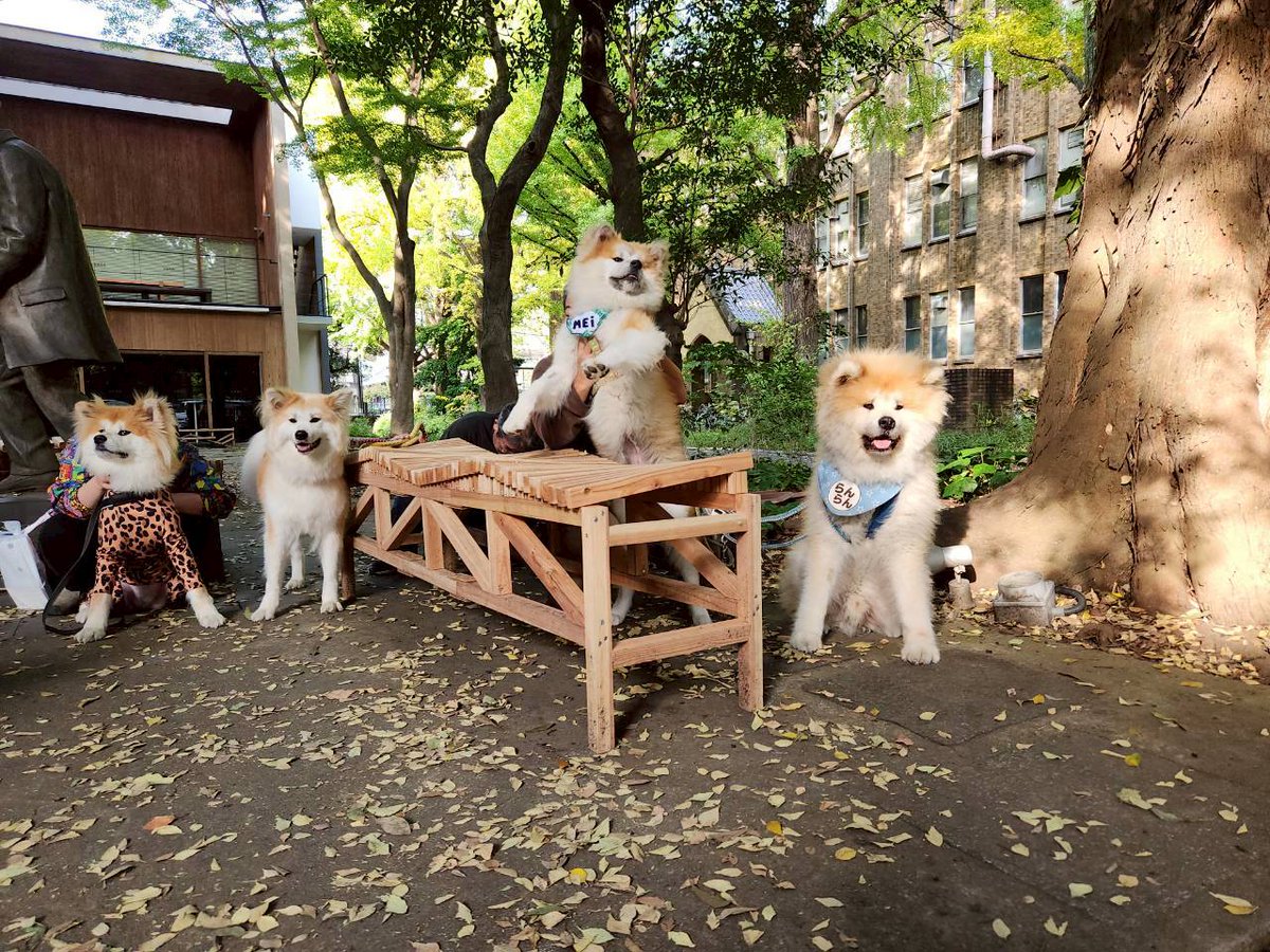 ハチ公 or 0x186d737d74d971c3b64981b8dccc1ff7d2fa91e3)