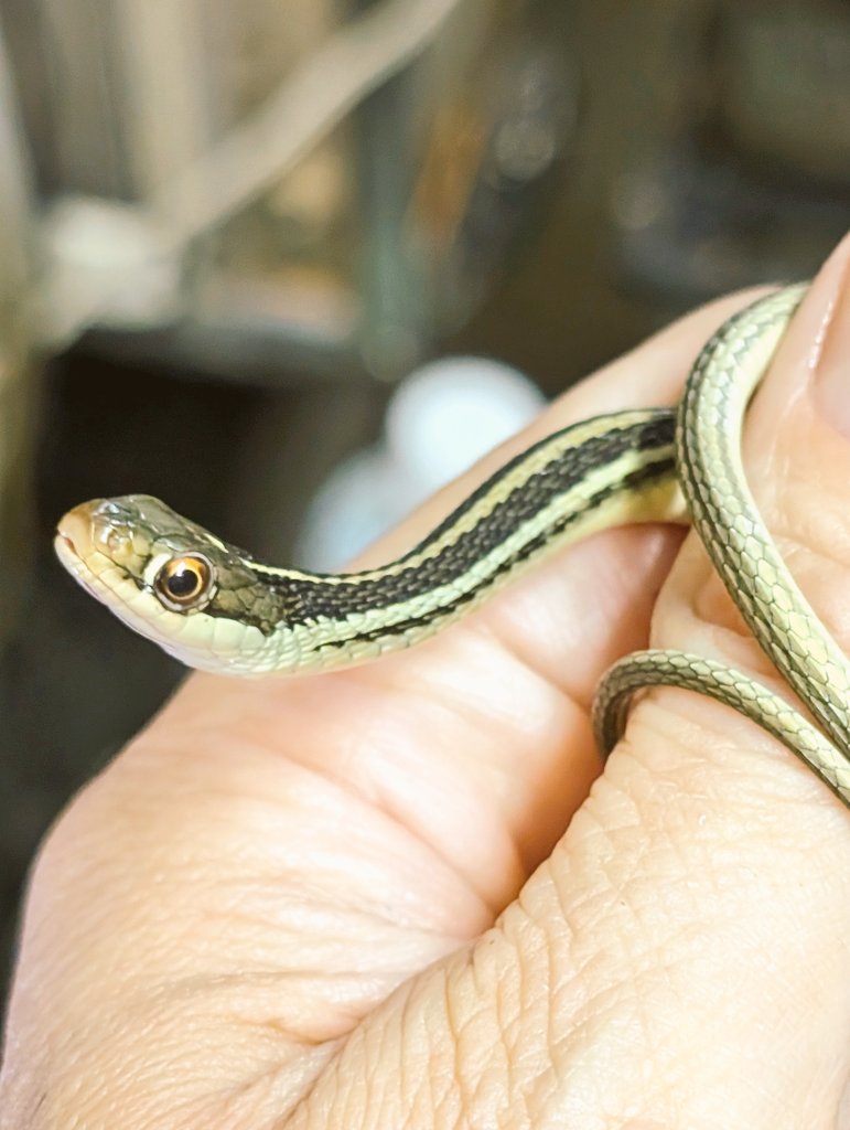 爬虫類・両生類専門店レプティリカス on X