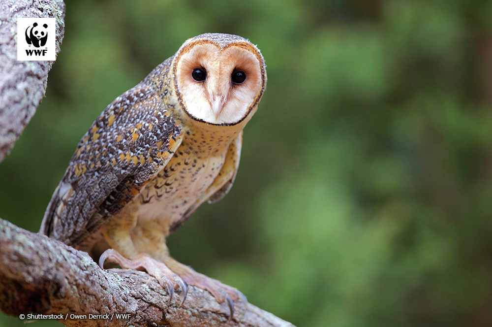 1円スタート最落無し！今は無きＷＷＦ 認定 オフィシャル 公認 世界チャンピオンベルト ビッグイーグル 希少品 間も無くゴング！WBA⁄WBC⁄WBOスーパーミドル級タイトルマッチ（林壮一