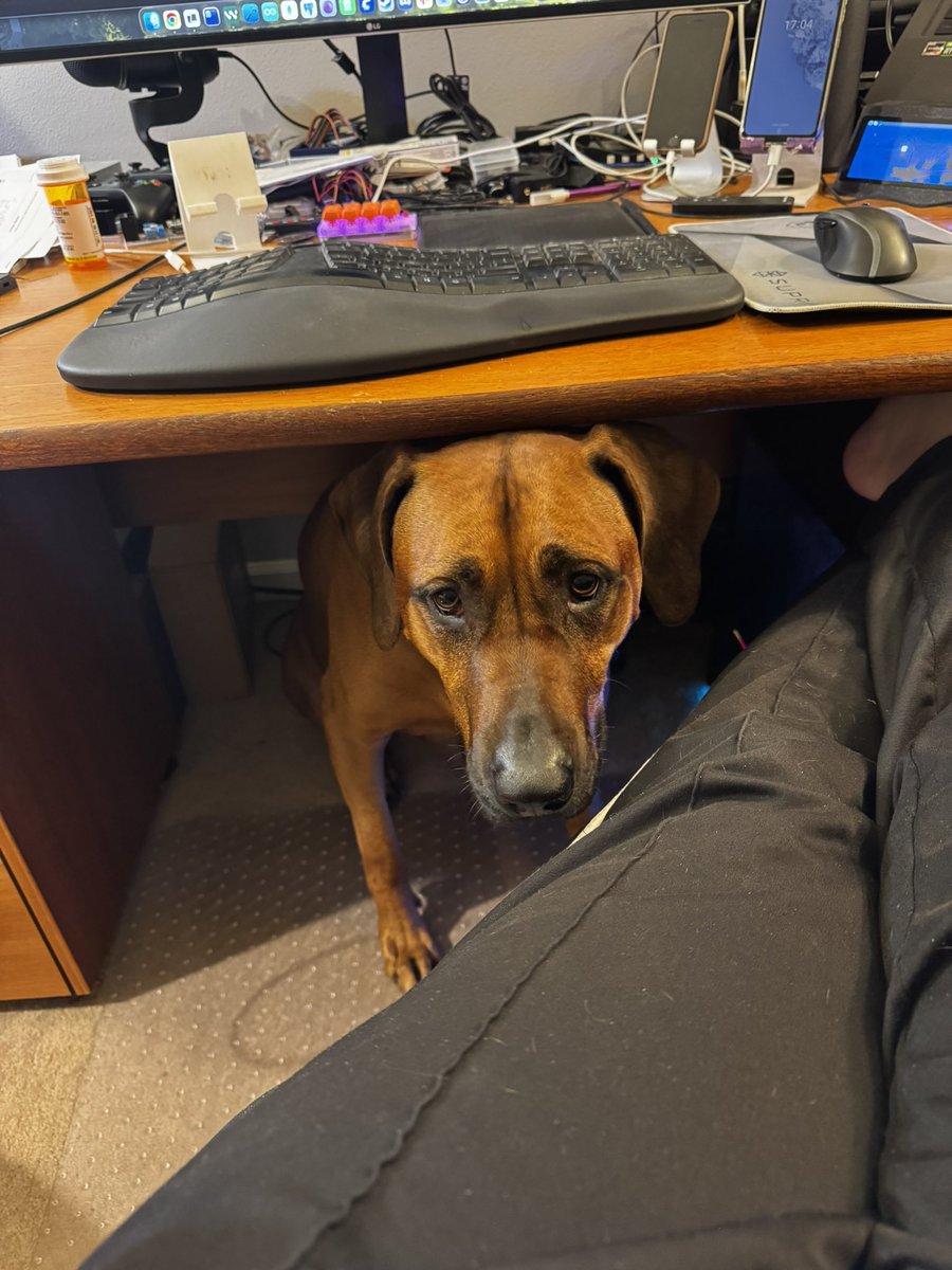 francip's tweet image. &quot;Save me! There&apos;s a windstorm outside!&quot;

#doggo