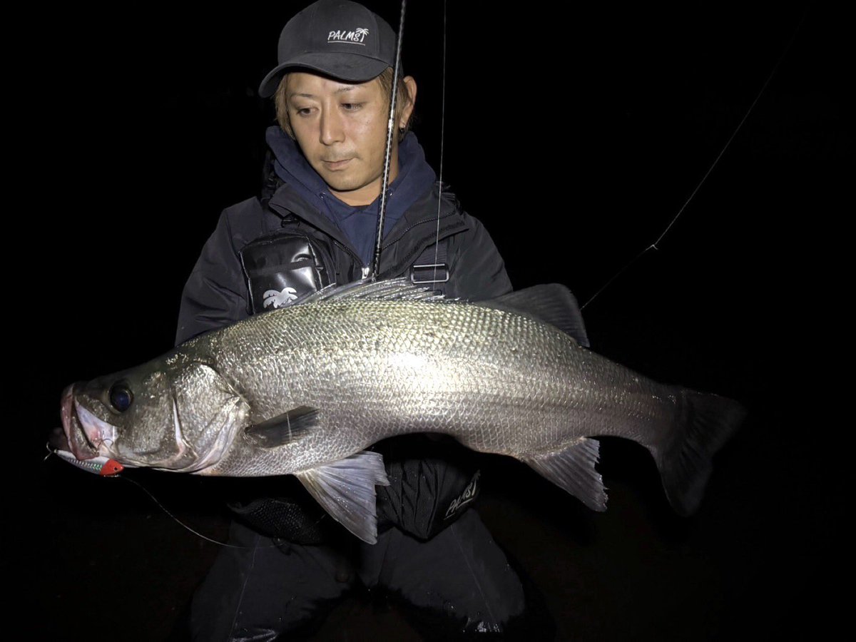 早い者勝ち　埼玉漁業組合　グチポップ180 ヒラマサ　マグロ　グチペン　ビーコン ちーさま🦐 on X