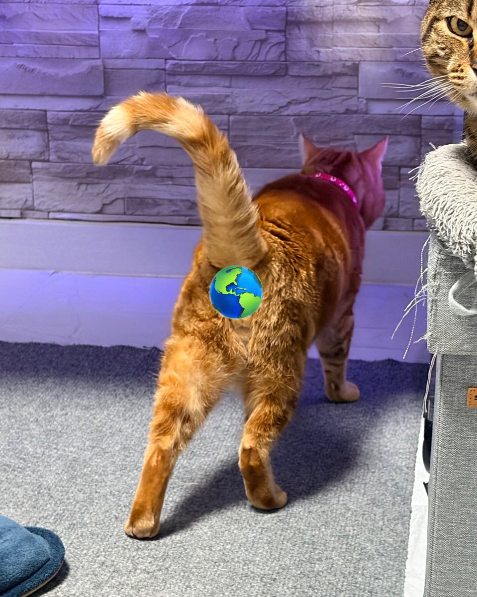 ねこちあ (@Purp1eKey) / Posts / X