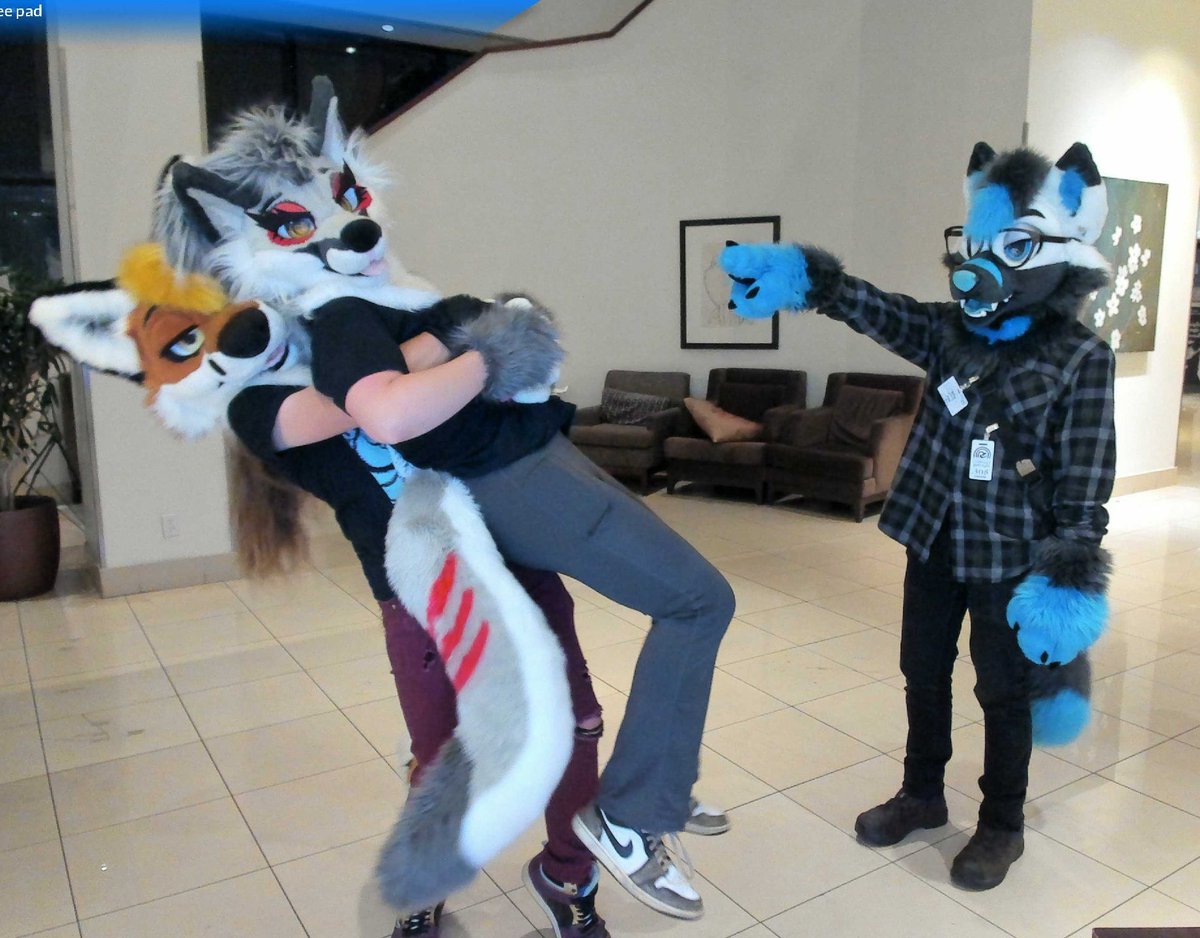 Coyotes aren't as hard to catch as you'd think 🦊