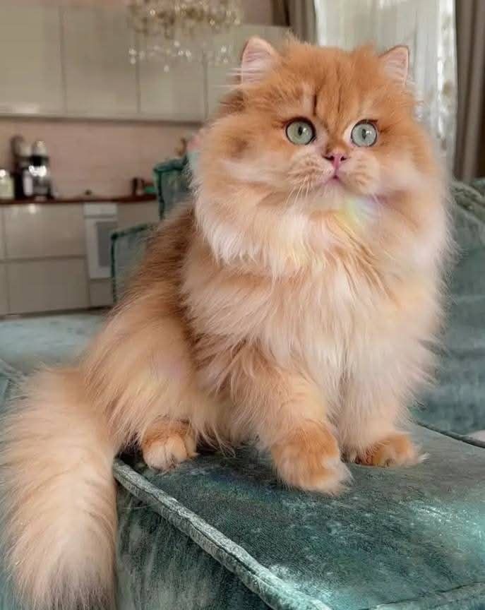 Bu kedi senin olsa adını ne koyardın