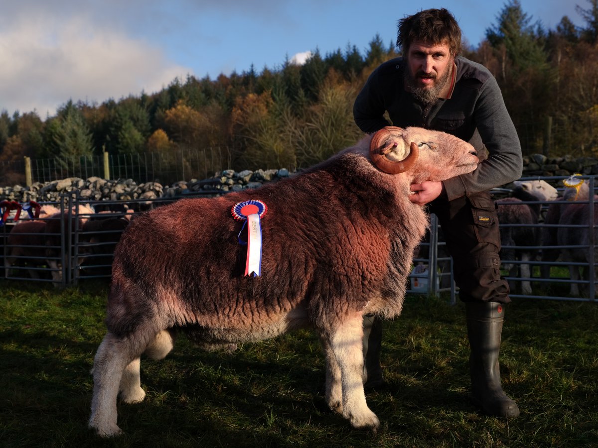 Congratulations to Kevin Hartley, champion at Stoneside Shepherds Meet today    #SheepOfTheDay