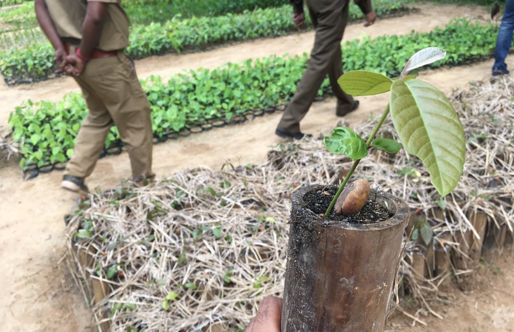 EmmyGisa3's tweet image. .#EnvironmentFriendly  Bamboo pots for raising #Saplings.. 100% #Biodegradable and can be planted straight into the soil!