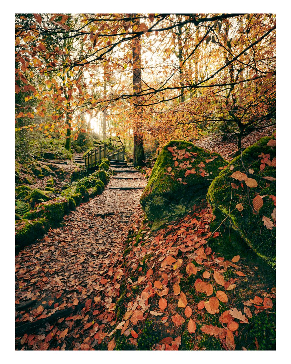 Hebers Ghyll Wood at around lunchtime today.  #ilkley #photography #autumn