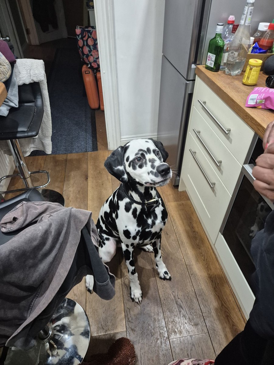 Annual Barney update 🐶