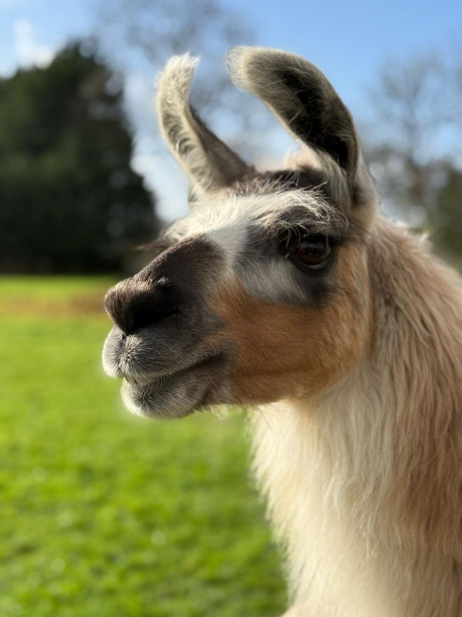 boatypat's tweet image. Whilst Freya out with bestie, daughter n I went for lunch at a local #vineyard where this cutie lived. Good day out #llama