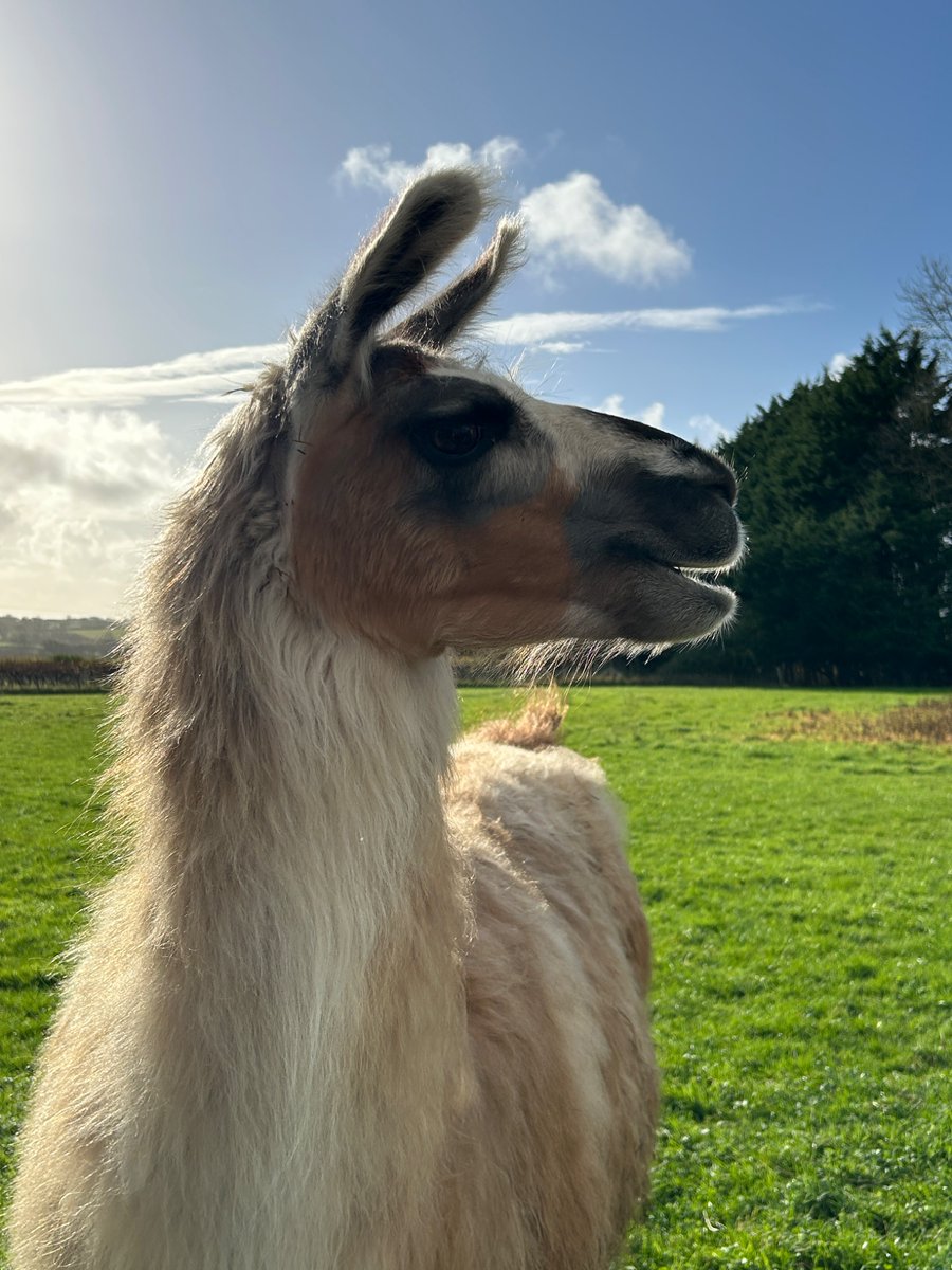 boatypat's tweet image. Whilst Freya out with bestie, daughter n I went for lunch at a local #vineyard where this cutie lived. Good day out #llama