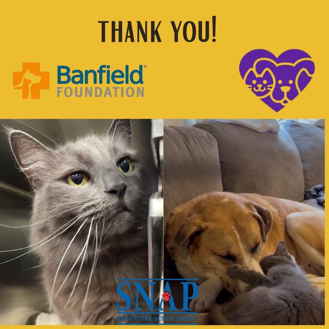 SNAPspayneuter's tweet image. Meet Eevie, a brave little survivor with the sweetest heart. 💕

Thanks to Petco Love, Eevie received her free vaccines!
Thanks to the Banfield Foundation, she’s now microchipped for life — safe and protected wherever she goes!

#PetcoLove
#BanfieldFoundation
#SNAPSanDiego