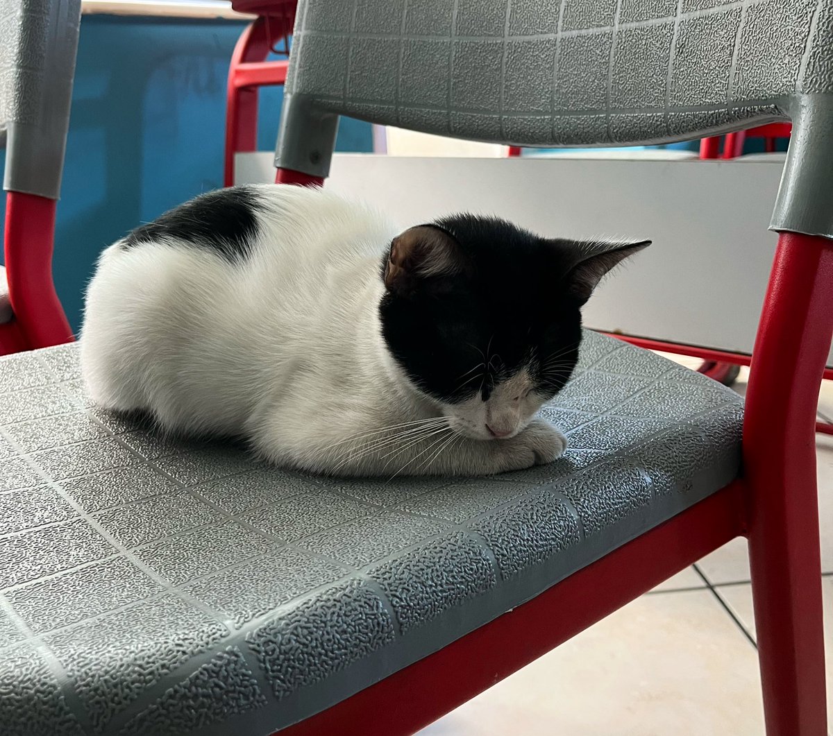 Velisi gelsin, biz bu öğrenciyi uyandıramıyoruz🐾