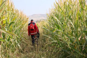 First image shows a group of search team members in blue and red uniforms with MEB AKUB and TC Milli Eğitim Bakanlığı logos gathered around a table examining a large map, some wearing headscarves and caps, with water bottles and a radio nearby in an outdoor setting. Second image depicts a single rescuer in a red jacket and backpack walking through tall green cornfields under a clear blue sky with hills in the background. Third image features four team members in red vests labeled AKUB pushing through dense cornstalks, one pointing ahead, dressed in casual outdoor clothing including caps and long sleeves.