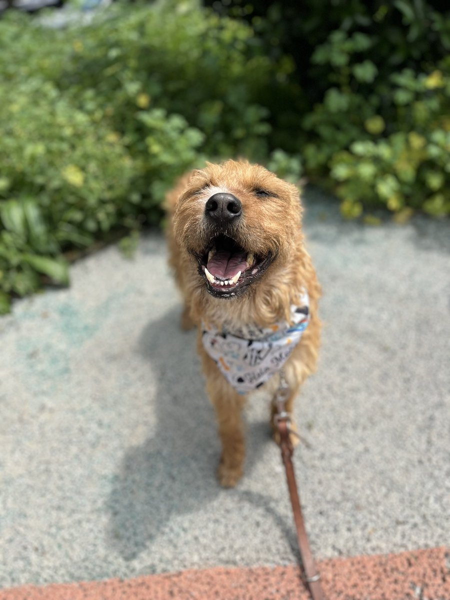 HELA_MORE's tweet image. Ella es Bimba,se salvó de morir en un antirrábico,hoy busca una familia que la ame muchísimo,la cuide como se merece y le dé todo lo que ella necesita.

Tiene 3 años,talla grande,protocolo completo,convive bien con otros perritos.🐶 

¿Le das una oportunidad? 🥹
#AdoptaNoCompres…