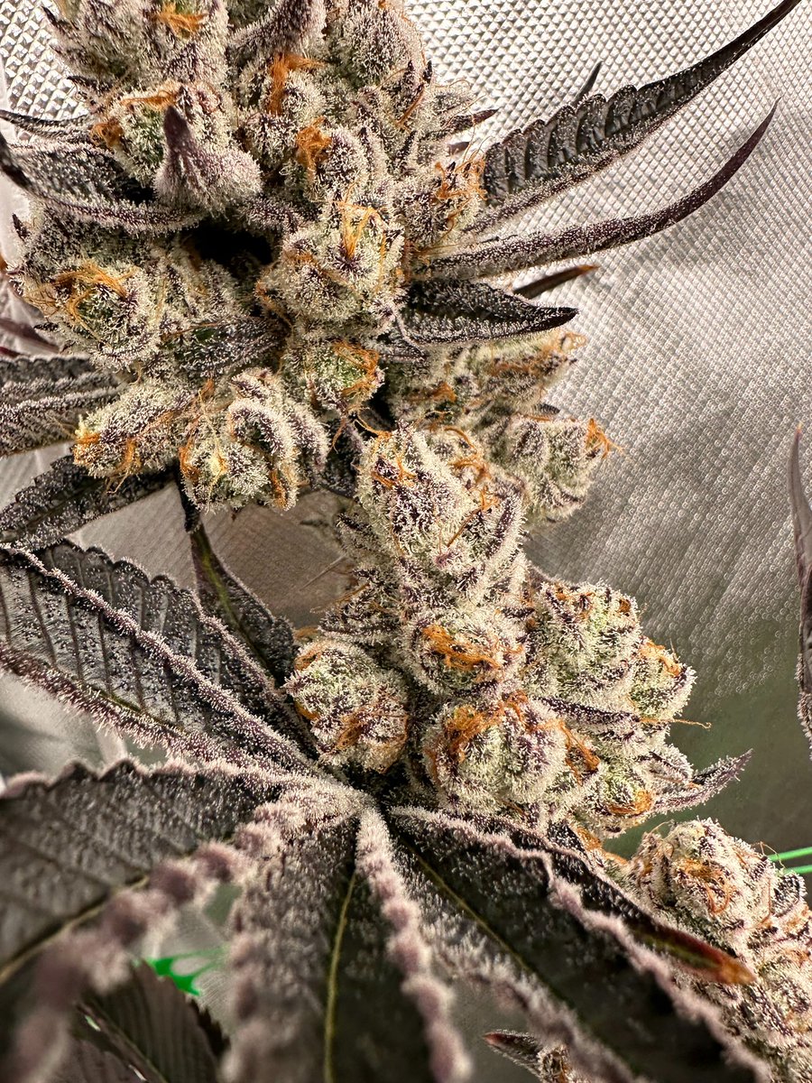 Nice Weekend Friends💚✅
Power of Organic 🥶❄️💦