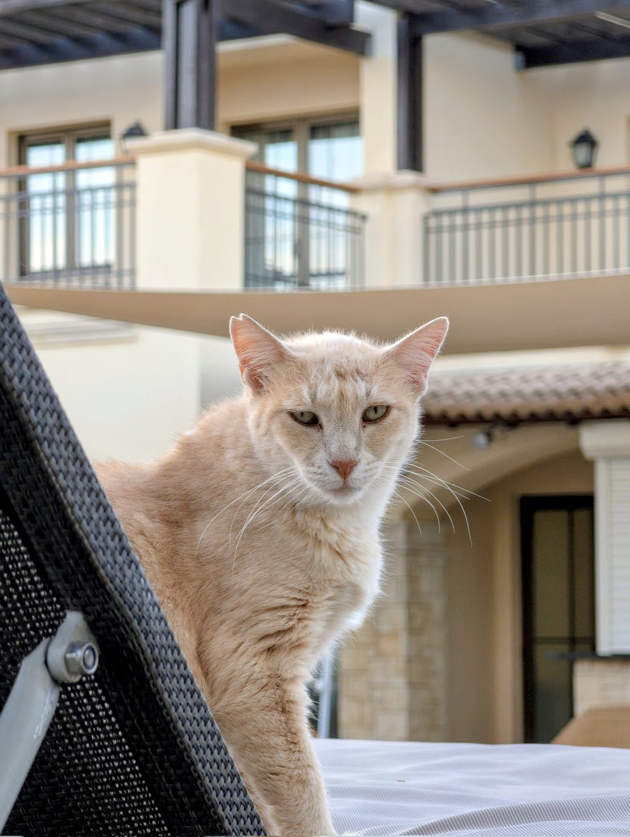I forgot Cyprus was the land of cats. This is the beginning of my cat photos spam for the next 7 days 🇨🇾