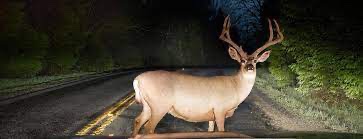 Percy 🌿deerintheroad.bsky.social🌿 tweet media