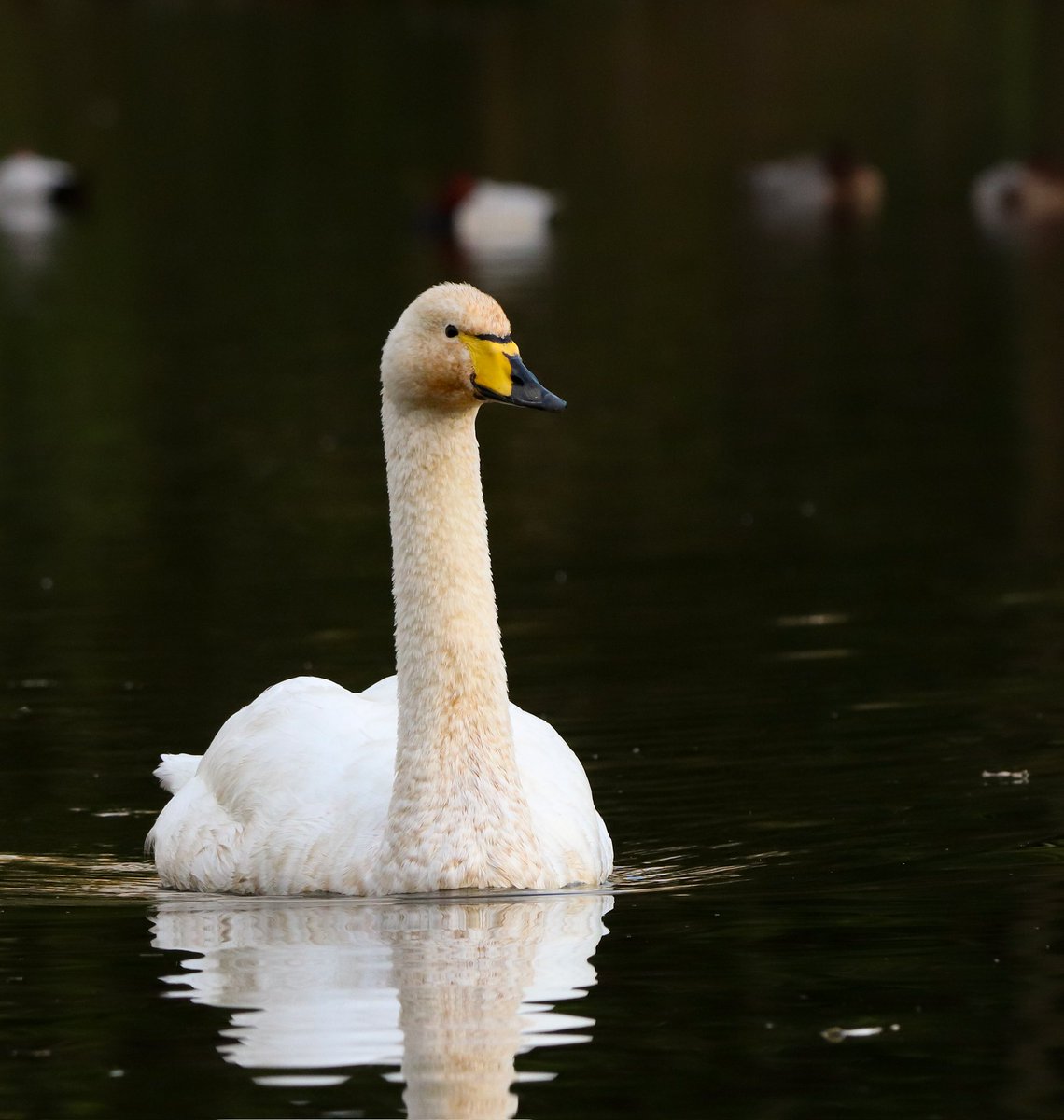 October in the LP was great with an incredible seawatch the 23rd (last post) and some other good sightings such as juv Rosy starling, a pair of Whooper swans (one of them dead the next day, the other's still around), Siberian chiffchaff, Penduline tit...