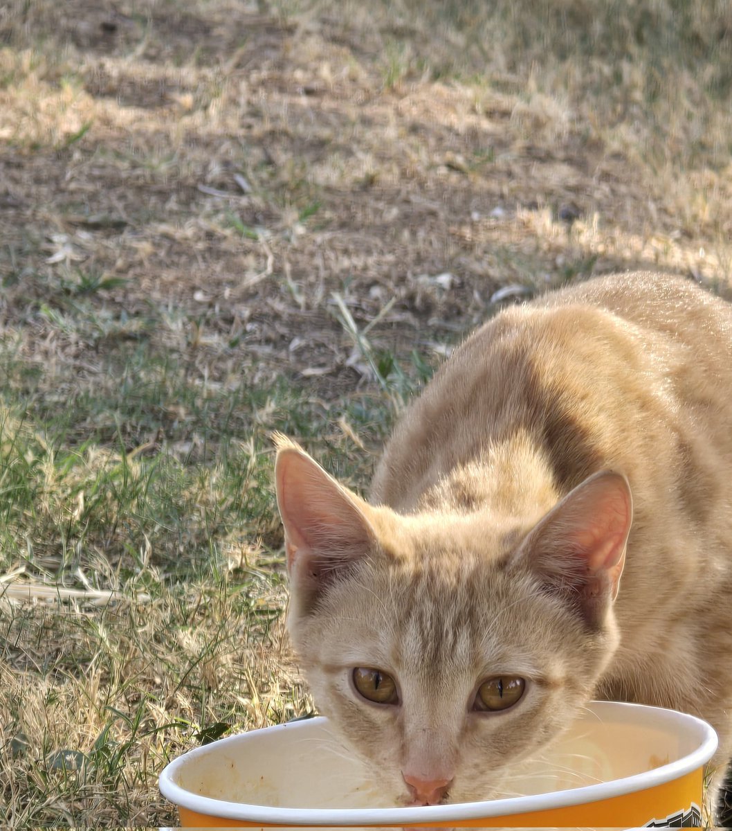 ژیمان tweet media