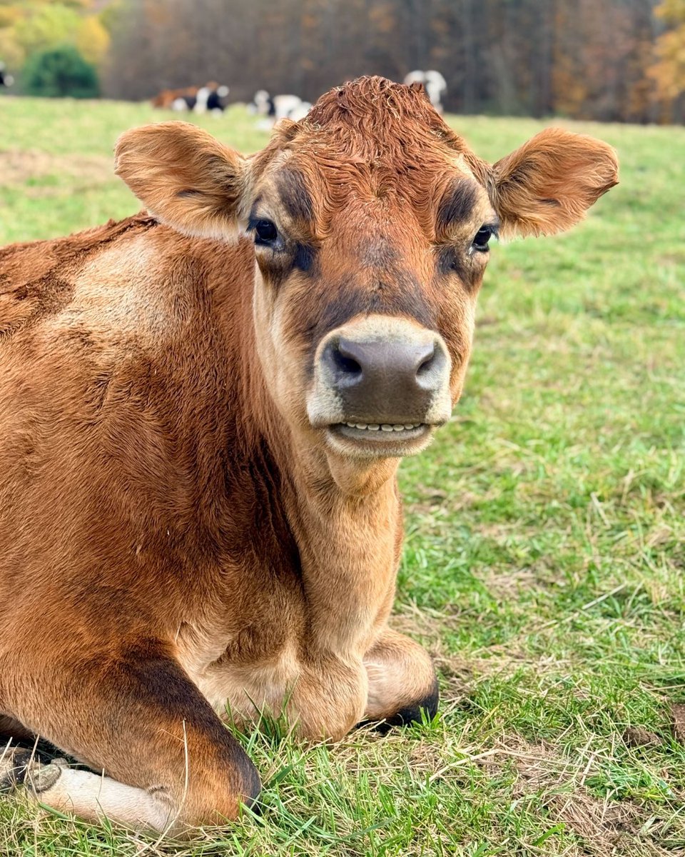 Cows are gentle, social beings who love friendship and freedom 💕