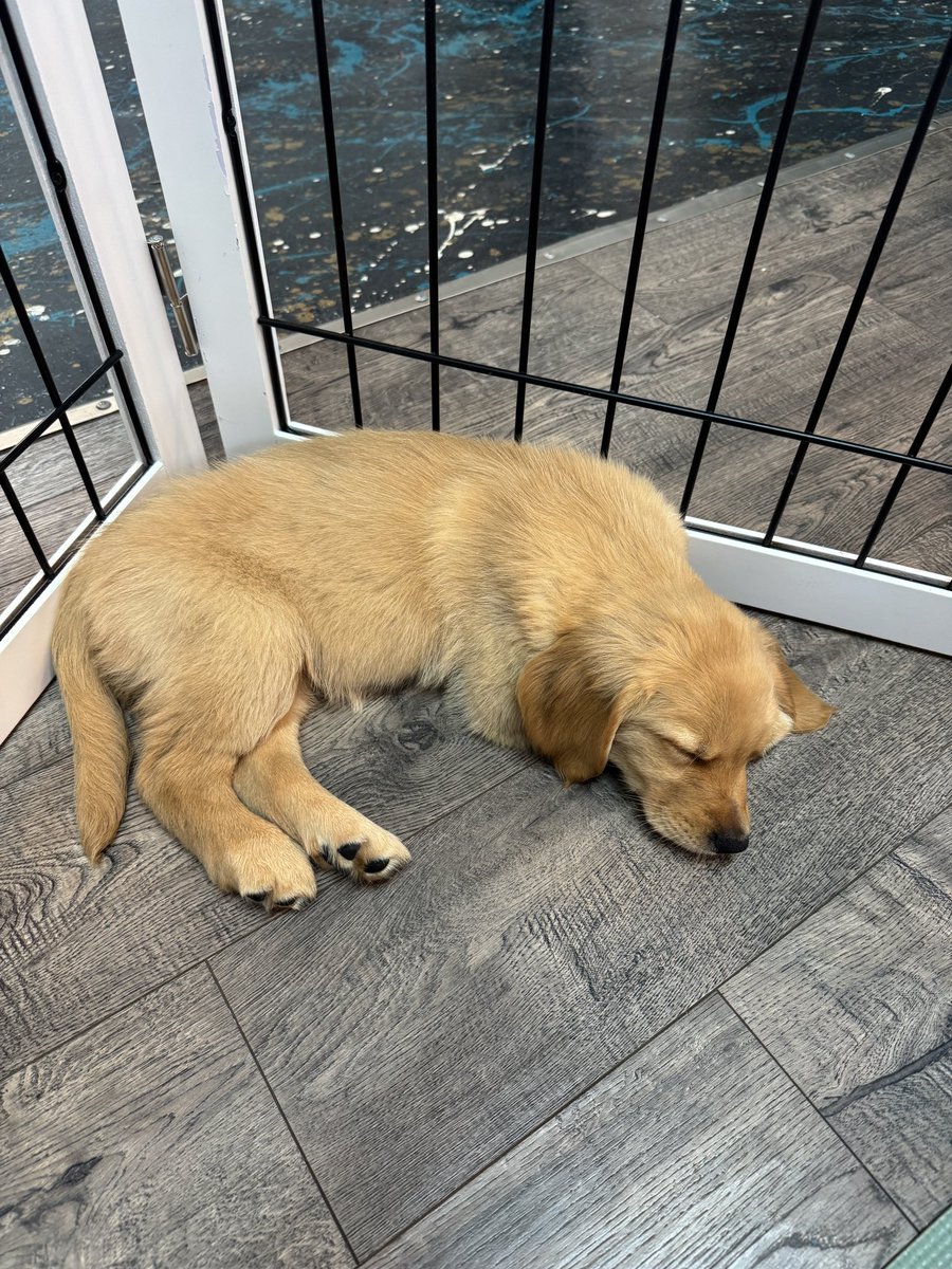 Pump + Nap before the night games

Time to get SURDDDYYYYYY

#FUCKCLEMSON