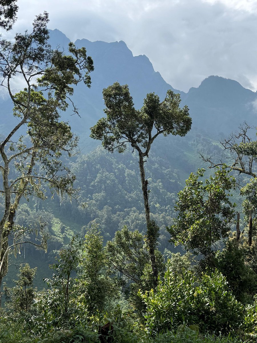 MrCheF582511's tweet image. Just vibin' in the wild! 🌳✨ Check out this breathtaking view of a Rwenzori  with majestic mountains peeking through the mist 🌫️. Nature goals in Uganda 🇺🇬! Who else loves gettin' lost in the beauty of the outdoors? #NatureLovers #UgandaVibes #MountainViews