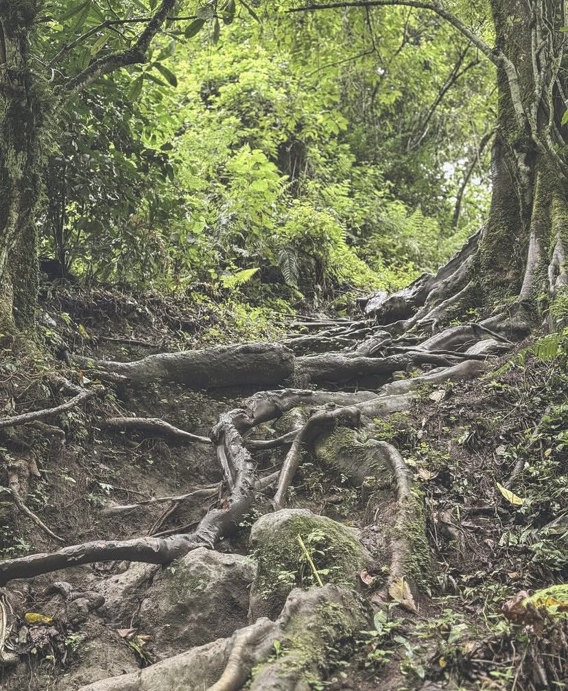 MrCheF582511's tweet image. Just vibin' in the wild! 🌳✨ Check out this breathtaking view of a Rwenzori  with majestic mountains peeking through the mist 🌫️. Nature goals in Uganda 🇺🇬! Who else loves gettin' lost in the beauty of the outdoors? #NatureLovers #UgandaVibes #MountainViews