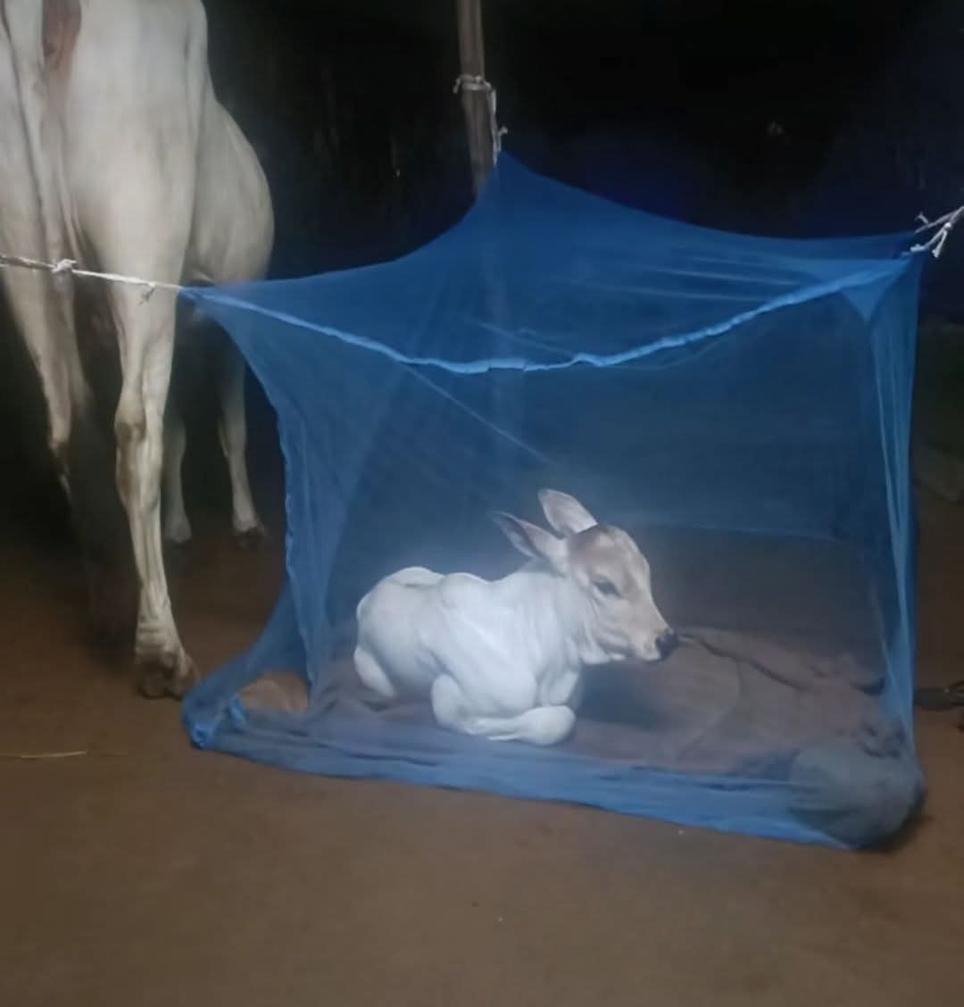 Hindutva Knight tweet media