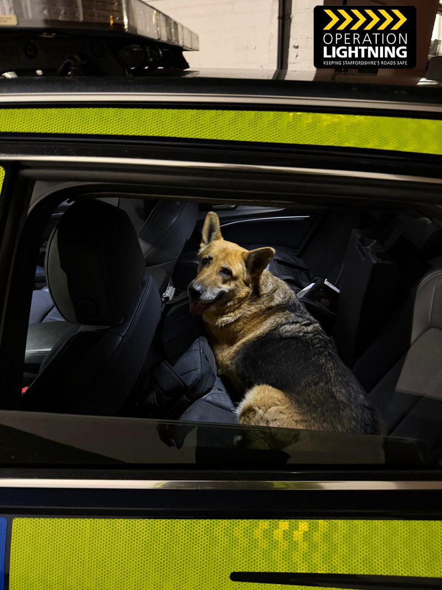 StaffsRCT's tweet image. #Team3RCT have rescued this Dog from the central reservation of the #M6Motorway between J12 - 13 today

After a trip to the vets, there is no microchip to locate the owners😞

If you know anything about this pooch please call Staffordshire Police quoting log 595 8.11.25📞