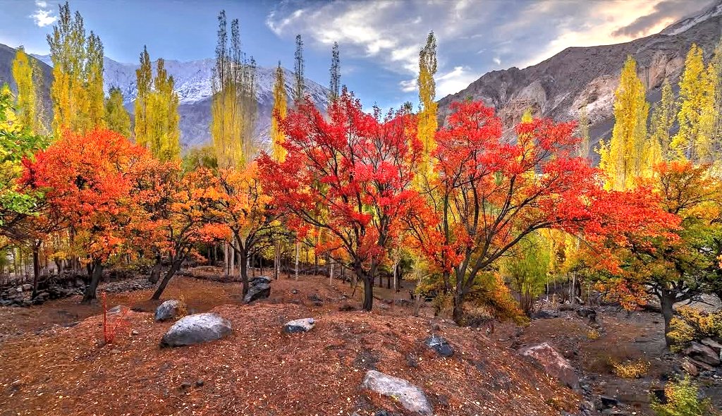 The_North_Blood's tweet image. Vibrant Fall colors of Autumn in Gilgit Baltistan…

 #AutumnVibes #Fall #Gilgit #Hunza 🍂 🍁🏵️ 🏔️ #GilgitBaltistan @Saherb1 @SamarMinallahKh @Razarumi @hinaparvezbutt @EcoVibeExplorer @DKinPK @ForeignOfficePk @NorwayinPak @NLinPakistan @RusEmbPakistan @GovtofPakistan