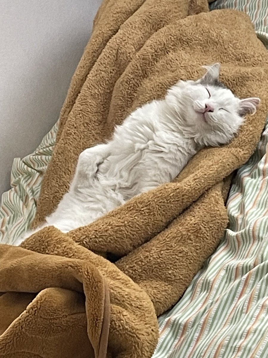 Babası çükünü daşşanı yesin