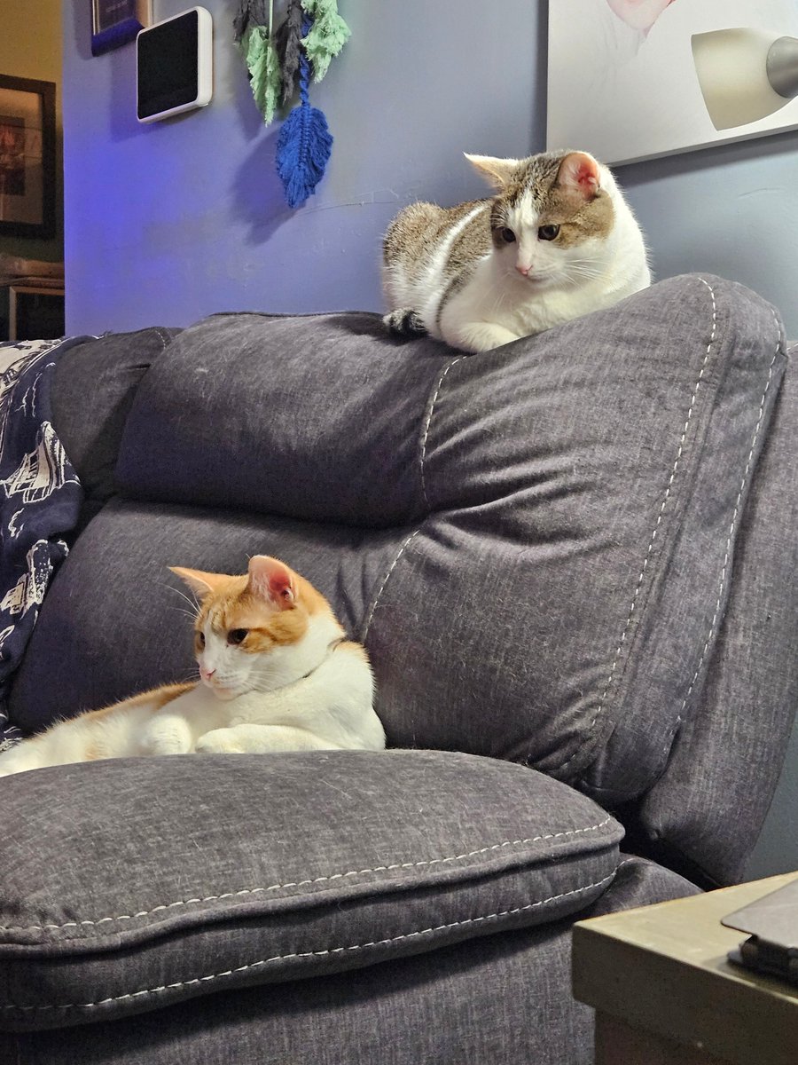 Today, we will donate $2/bottle sold to the Marion Humane Society. Adoptable cats here beginning at 5p; Ck event details on FB page. Did you know that a cats purr has healing powers? Plus they are a blast to have around! Thanks for stopping &amp; hope to see you in person real soon.