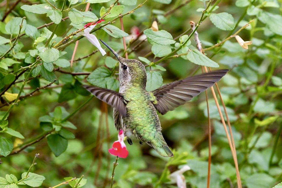 More Anna’s hummingbirds seen in my friends’ backyard at Palo Alto last month. Like little emerald gems buzzing in the air!  #hummingbirds #BirdsSeenIn2025 #birding #canonphotography #California #Stanford