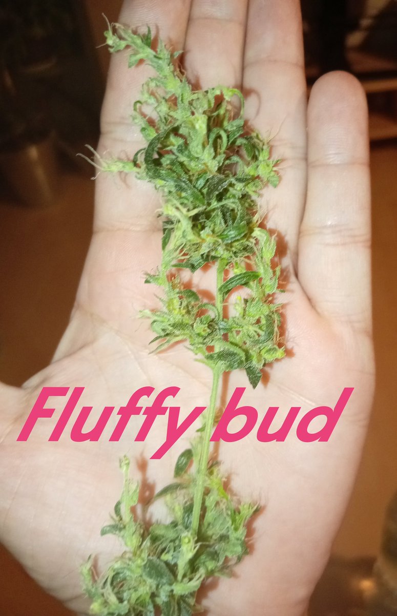 DieMietzi's tweet photo. Verwechslungsgefahr, die βοΈπ«΅π
#FluffyButt vs #FluffyBud π€ͺπ
#CanGbleibt #Cannabis #Foxtailing #growyourown #meingrow #Weedmob π«Άπ https://t.co/9Xx4j7yQ2r