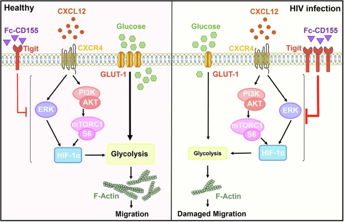 High TIGIT expression suppresses HIF-1α expression by inhibiting the PI3K/AKT/ mTORC1 or ERK signaling pathway, thereby impairing glycolysis and ultimately reducing NK cell migration <a href="/cddpress/">CDD press</a> 🇨🇳
nature.com/articles/s4141…