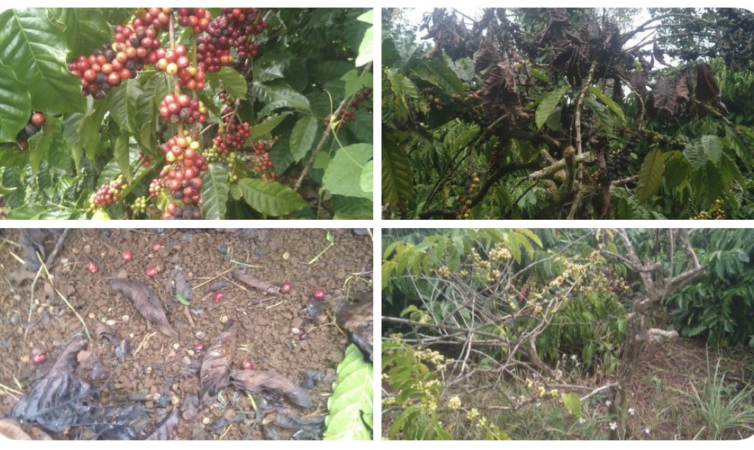 SpillingTheBean's tweet image. This is the EXACT hammer on the nail #KC vision Mike, every single forecast, analysis and market research report confirm again and again that the world #coffee market has ZERO PROBLEMS with higher prices and the global demand continues to be BOOMING and even if Brazil, Eastern…