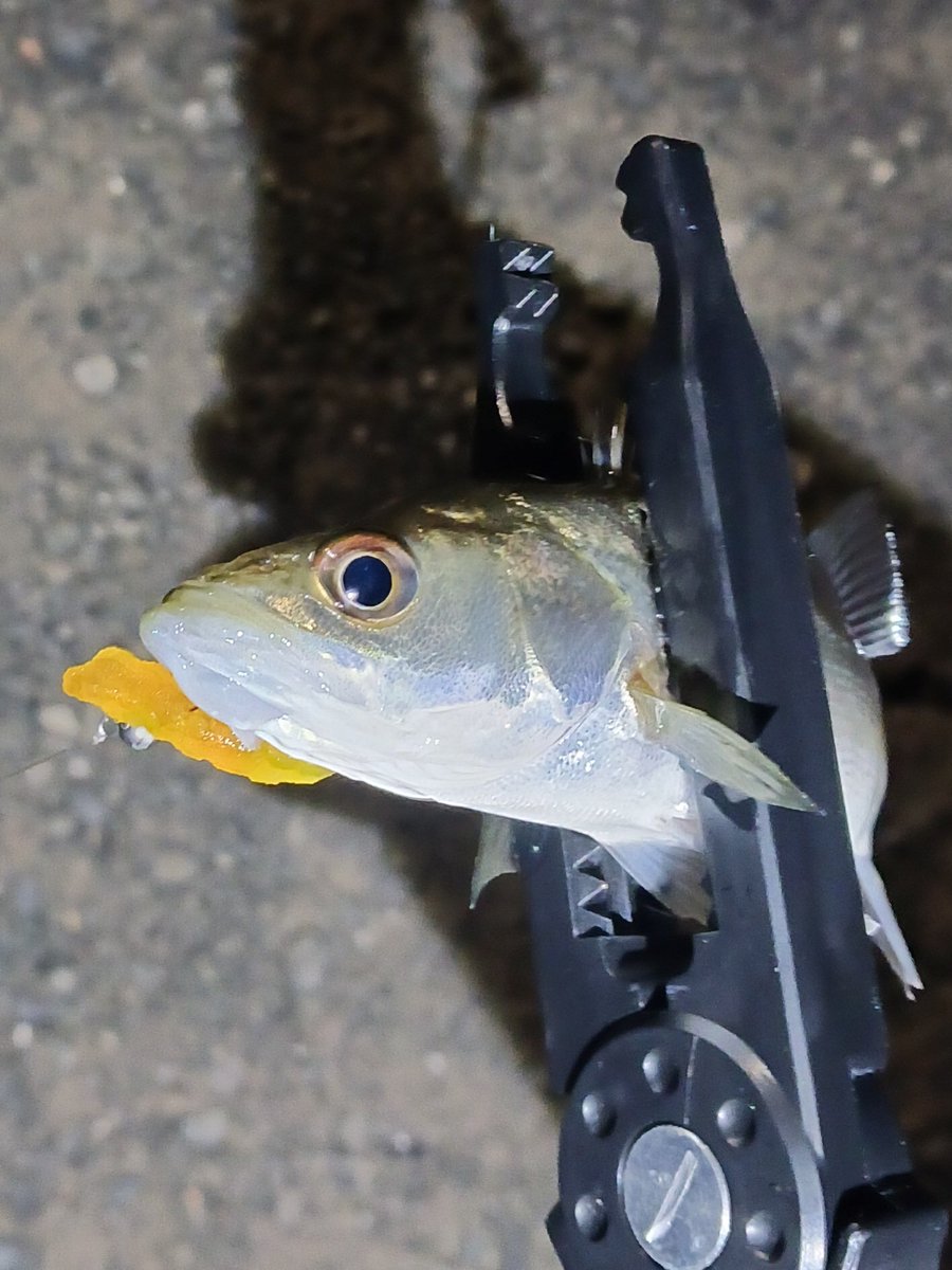 週末アングラー on X