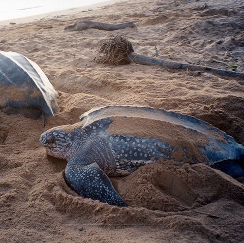 Turtle Lovers tweet media