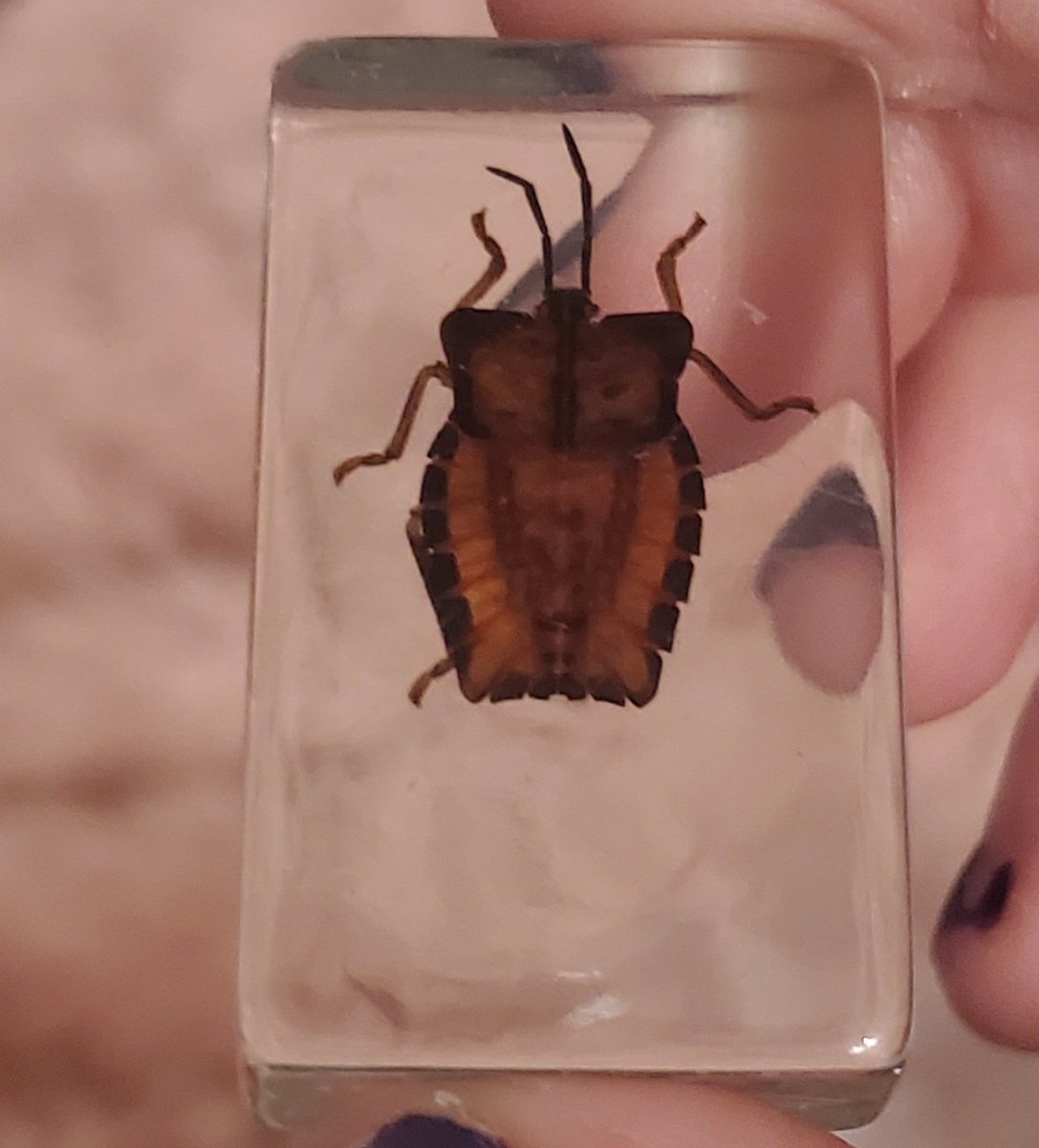 oh right im 20 now 🔬🐛 here is one of the beautiful little specimens i got for my birthday❗