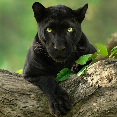 UminSAAB's tweet photo. @damitajaimes Los felinos de pelaje negro tiene una presencia e imponencia espectacular. https://t.co/Uxv0gfBdEc